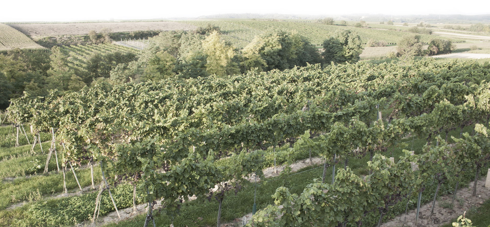Winery field